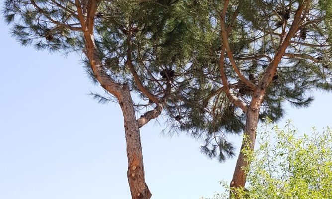pinos